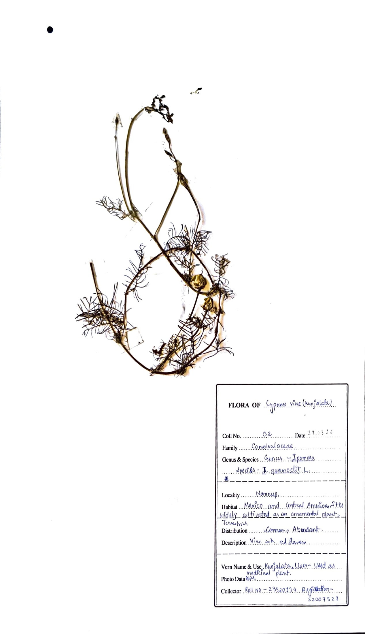 Kunjalata (Ass.) (Herbarium)
